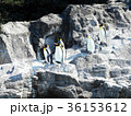 オウサマペンギンの群れ 36153612