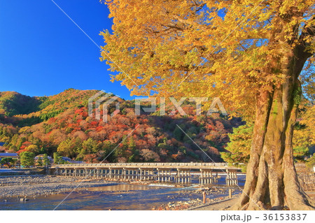 紅葉の嵐山渡月橋 紅葉の嵐山渡月橋 36153837