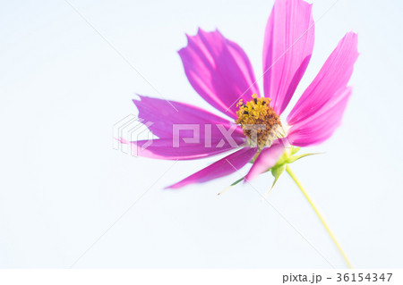 コスモスの花一輪の写真素材