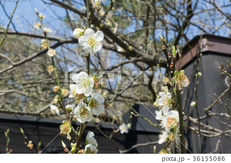 初春の季節、梅園が梅の花に包まれる、京都、日本 初春の季節、梅園が梅の花に包まれる、京都、日本 36155086