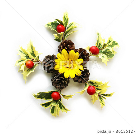 ヒイラギの葉と松ぼっくりとクマタケランの実とツワブキの花のクリスマスリースの写真素材