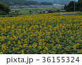 ひまわり畑 36155324