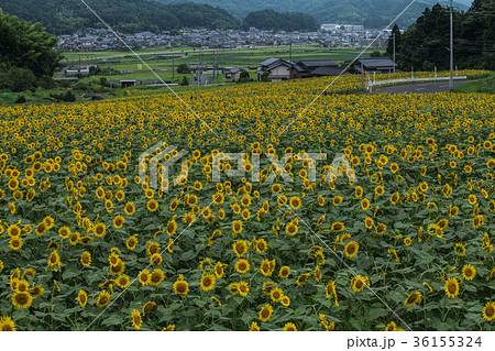 ひまわり畑 36155324