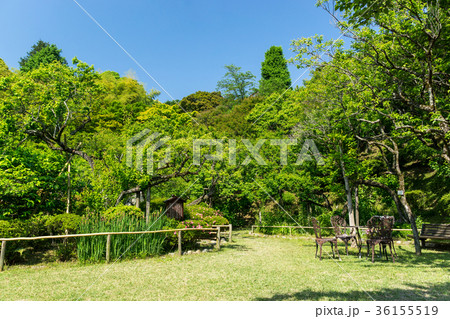 百草園 広場 春の快晴 京王 東京都 日野市 百草園 広場 春の快晴 京王 東京都 日野市 36155519