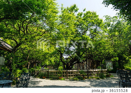 百草園 松連庵 青空 京王 東京都 日野市 百草園 松連庵 青空 京王 東京都 日野市 36155528