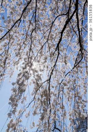 初春の桜、京都、日本 36155836