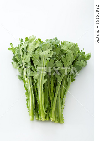 春菊 36155992