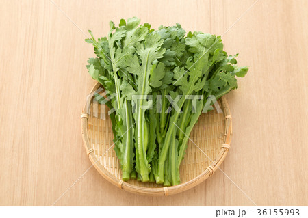 春菊 36155993