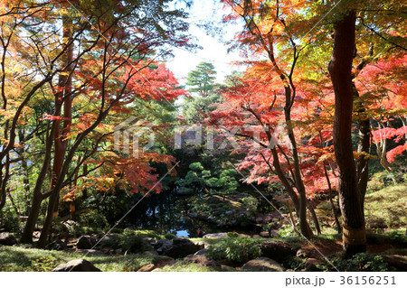 殿ヶ谷戸庭園の紅葉(11月)東京都国分寺市 殿ヶ谷戸庭園の紅葉(11月)東京都国分寺市 36156251