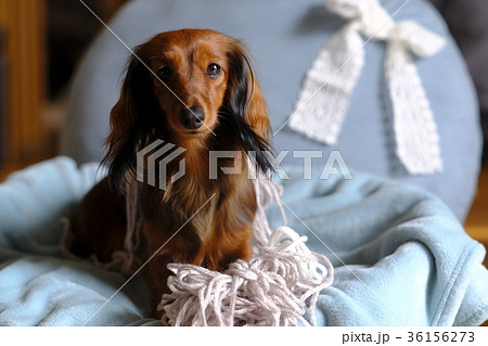 毛糸であそぶ犬 小型犬 ダックスの写真素材