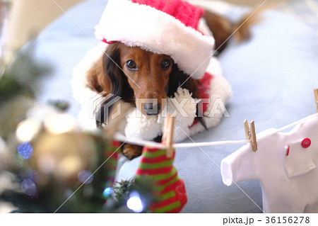 犬 クリスマス ダックス の写真素材