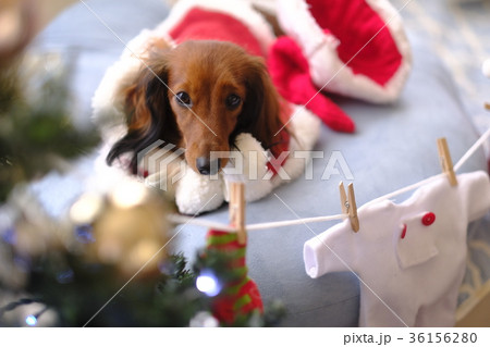 犬 クリスマス ダックス の写真素材