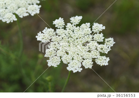 センキュウ 花 植物 36156553