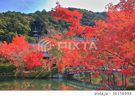 永観堂の紅葉（多宝塔） 36156998
