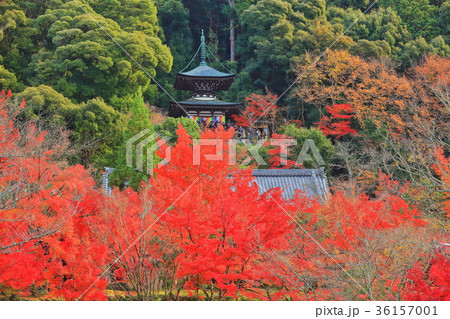 永観堂の紅葉(多宝塔) 永観堂の紅葉(多宝塔) 36157001