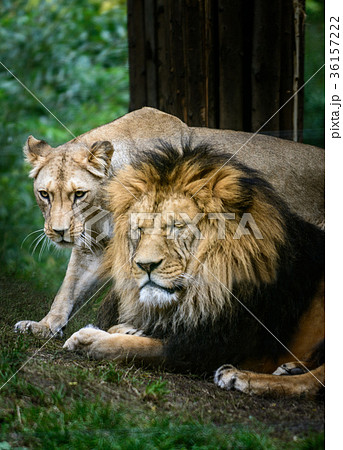 Pair Barbery lion 36157222