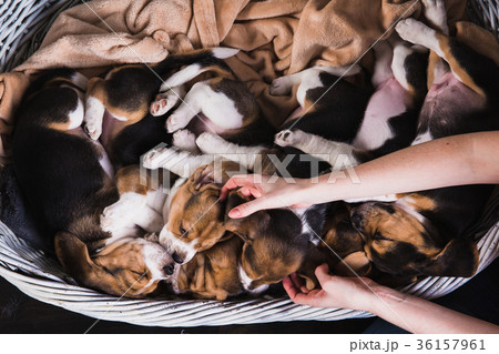 Six beagle puppies sleep in big basket 36157961