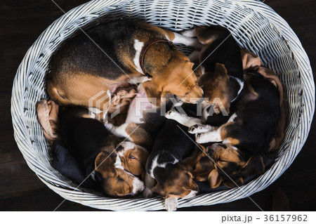 Beagle family sit in basket 36157962