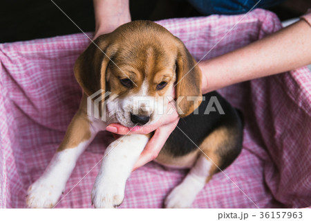 Female hands hold the beagle puppy 36157963