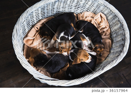 Six beagle puppies lay in big basket Six beagle puppies lay in big basket 36157964