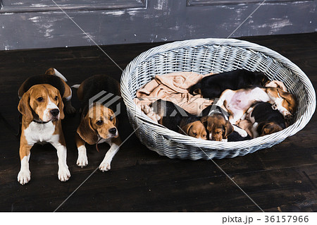Beagle family sitting in the studio 36157966