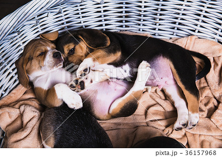 Two beagle puppy sleeps in basket Two beagle puppy sleeps in basket 36157968