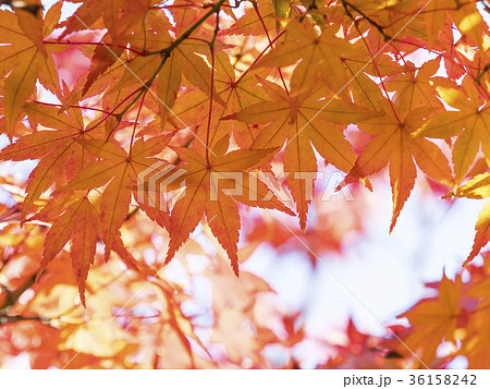 紅葉 色づき始めの写真素材