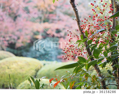 南天　紅葉 36158286