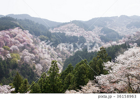 吉野千本桜 吉野千本桜 36158963