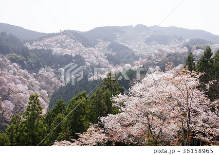 吉野千本桜 36158965