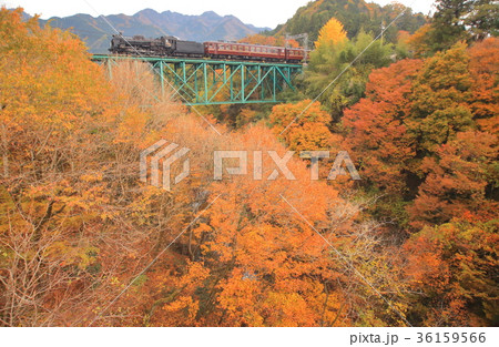 秩父鉄道 Slパレオエクスプレスと紅葉の写真素材