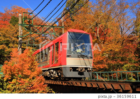 箱根登山鉄道・アレグラ号と紅葉 36159611