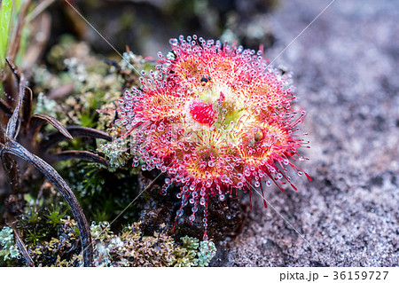 close up Drosera burmannii Vahl with dew 36159727