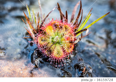 close up Drosera burmannii Vahl with dew close up Drosera burmannii Vahl with dew 36159728