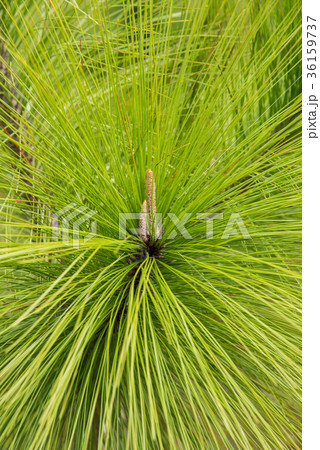 close up scotch pine leaf background 36159737