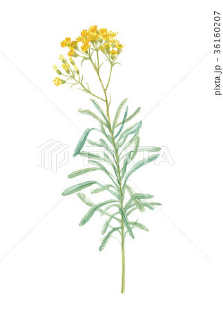 カレープラント　イモーテル 36160207