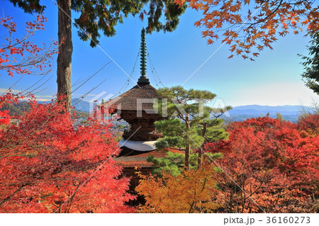 常寂光寺紅葉(多宝塔) 常寂光寺紅葉(多宝塔) 36160273