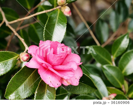 サザンカの花　サザンカ　ツバキ科 36160906