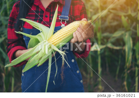 Happy farmer in the corn field 36161021