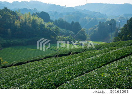 茶畑 36161091