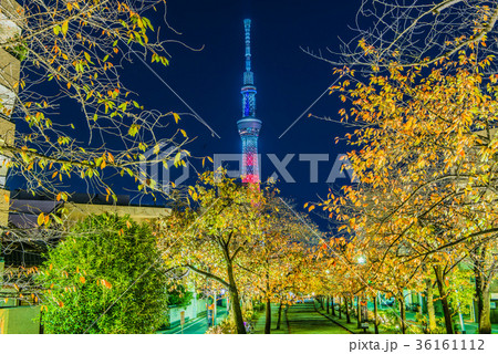 山谷堀紅葉回廊 36161112