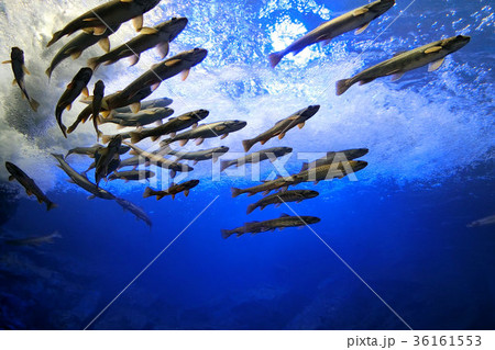 山の水族館 山の水族館 36161553