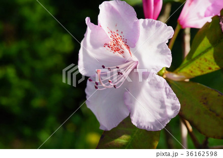 淡い紅紫色が美しいリュキュウツツジ 36162598