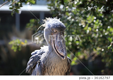 ハシビロコウ 36162797