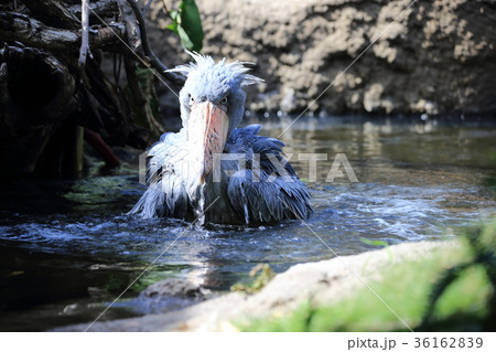 ハシビロコウ 36162839