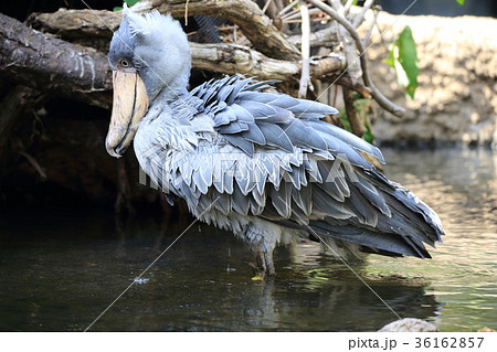 ハシビロコウ ハシビロコウ 36162857