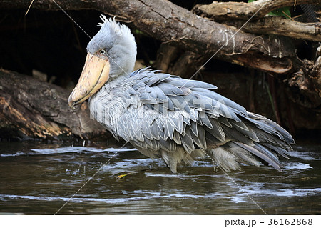 ハシビロコウ 36162868