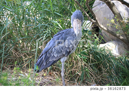 ハシビロコウ ハシビロコウ 36162873