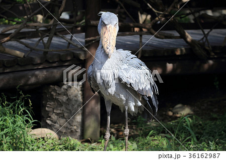 ハシビロコウ 36162987