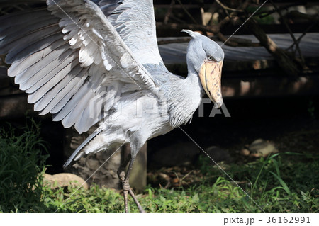 ハシビロコウ 36162991